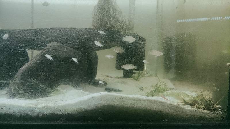 Conchilicole Neolamprologus multifasciatus 