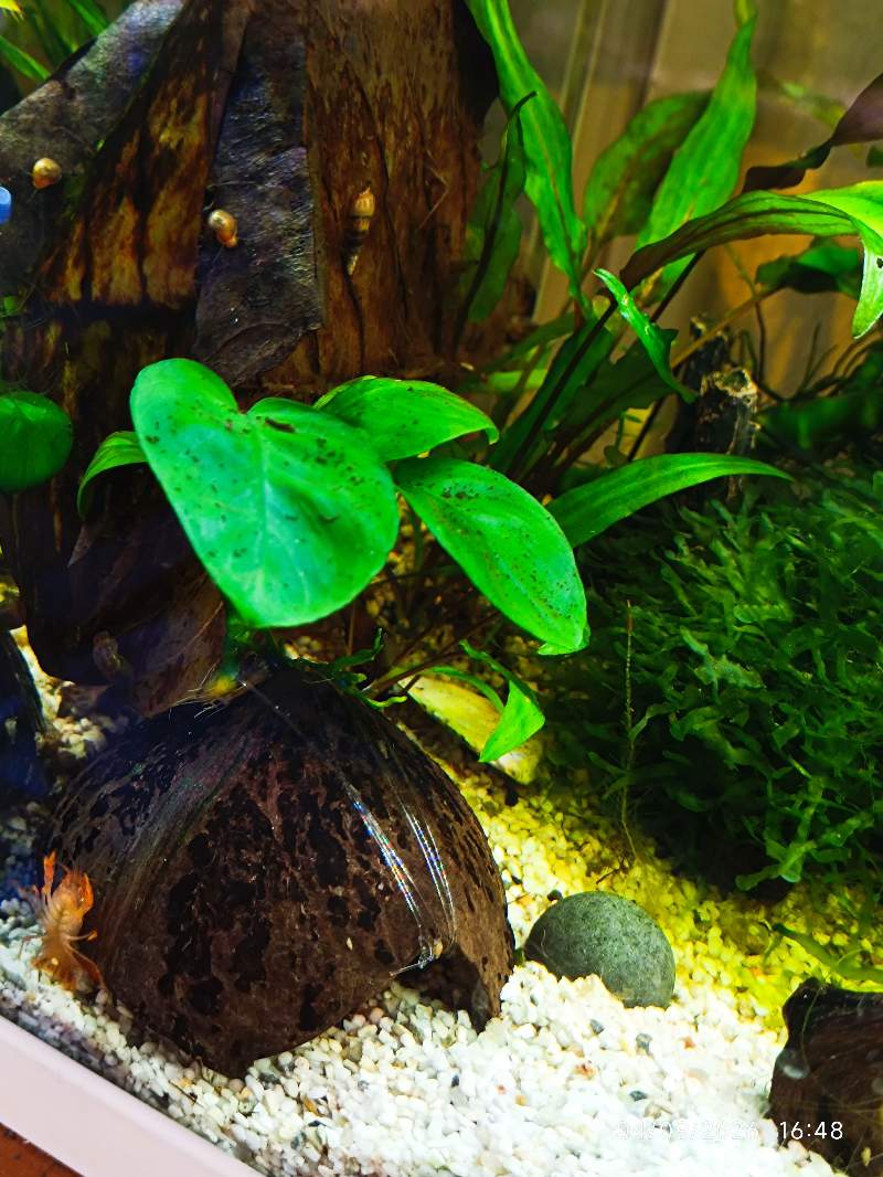 🌿 Anubia barteri