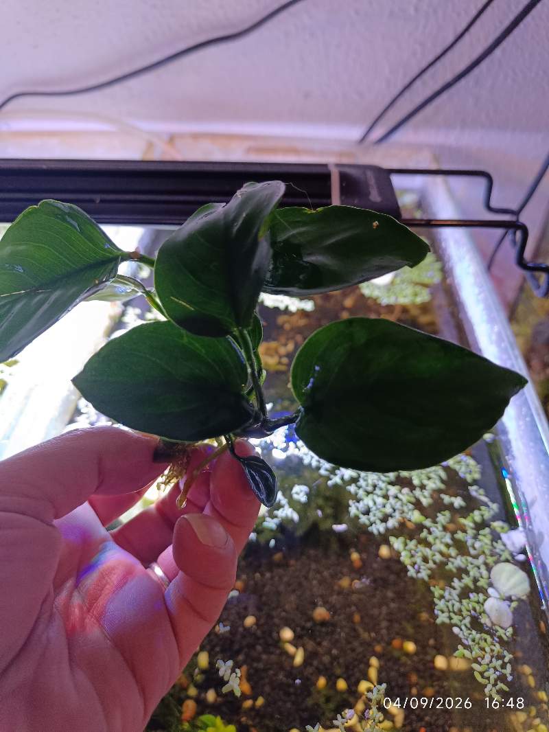 🌿 Anubia barteri