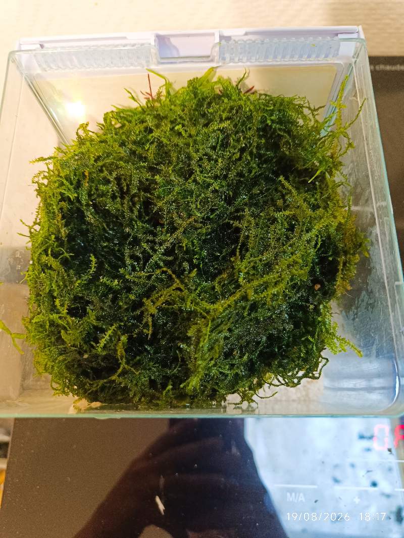 🌿 Mousse de Java 20g environ 