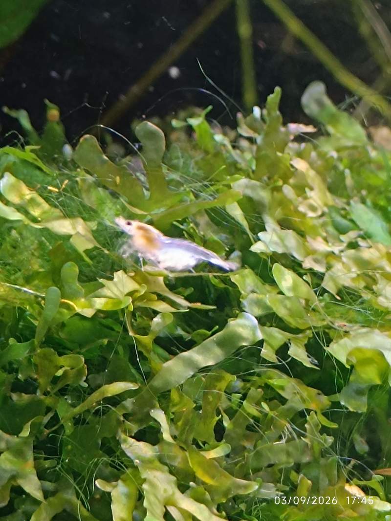 🦐 Crevette Neocaridina White Pearl les 12