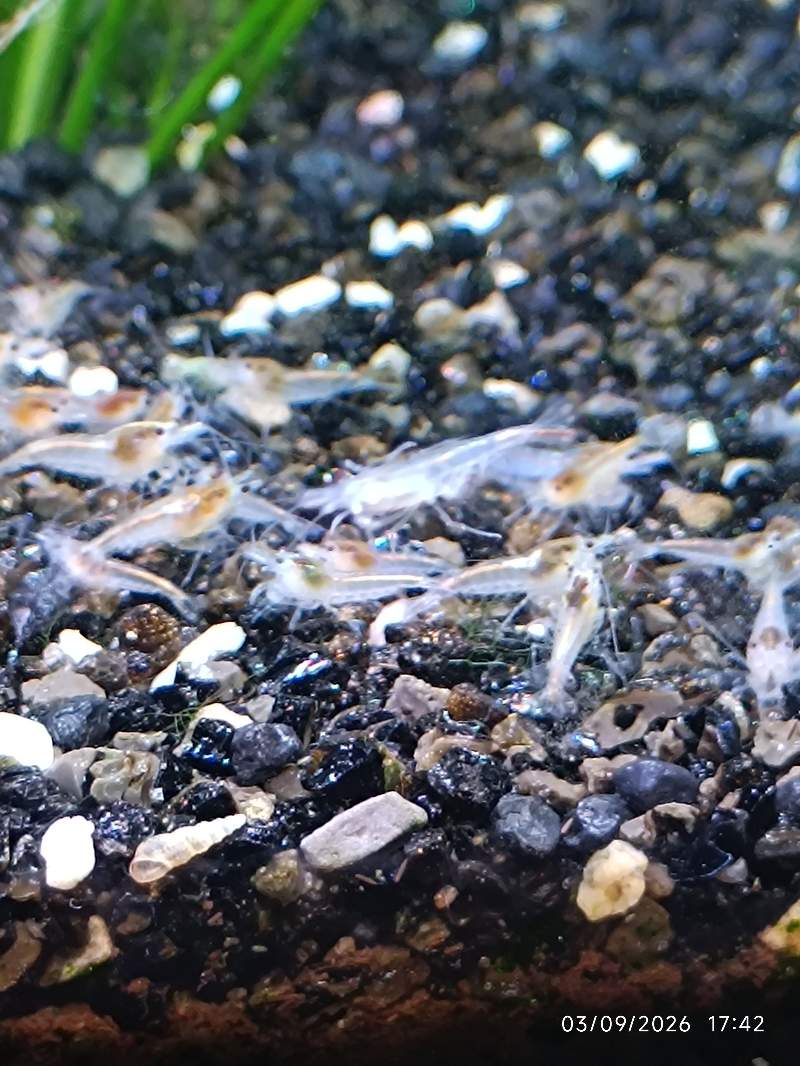 🦐 Crevette Neocaridina White Pearl les 12