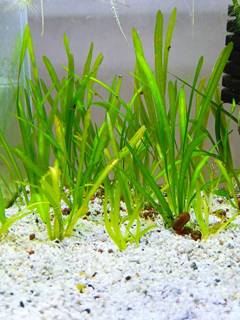 🌿 Vallisneria 