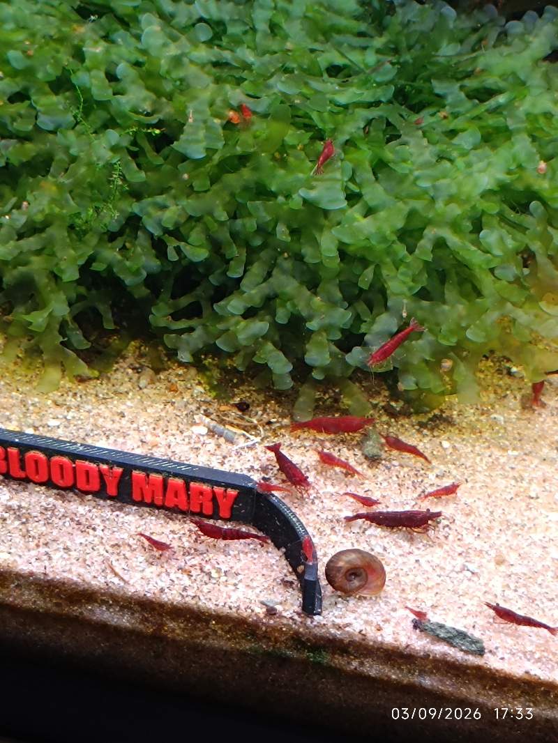 🦐 Crevette Bloody Mary lot de 12
