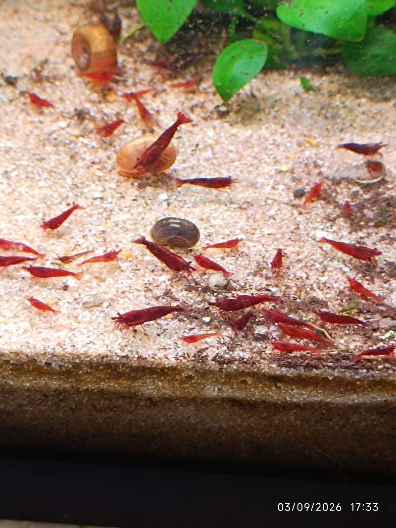 🦐 Crevette Bloody Mary lot de 12