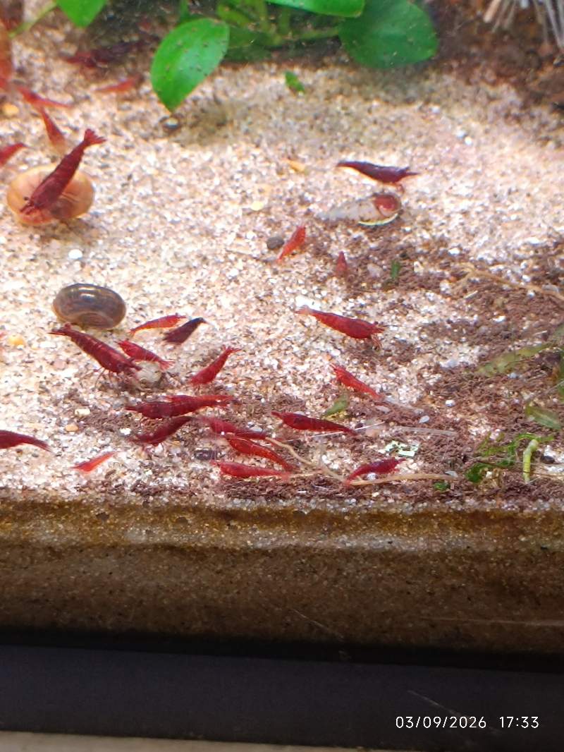 🦐 Crevette Bloody Mary lot de 12