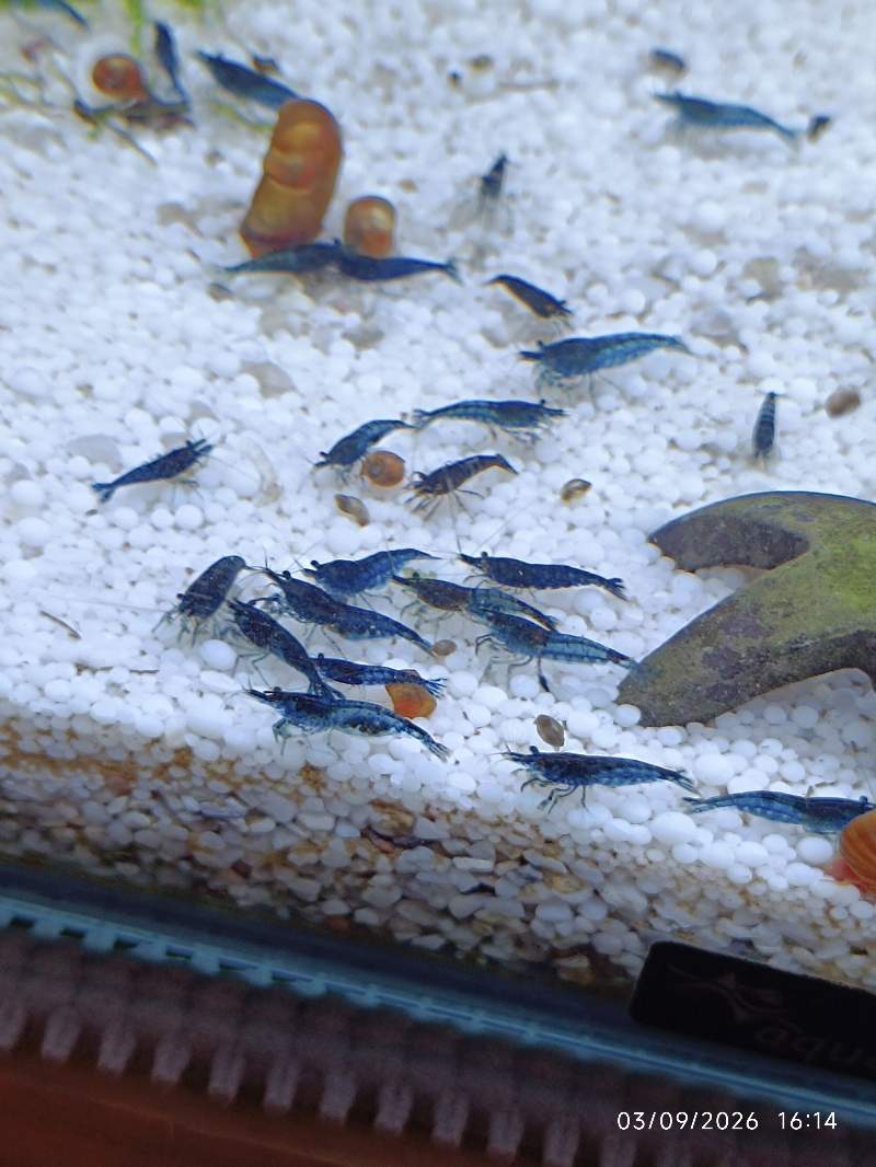 🦐 Crevette Blue Dream Saphir lot de 12 