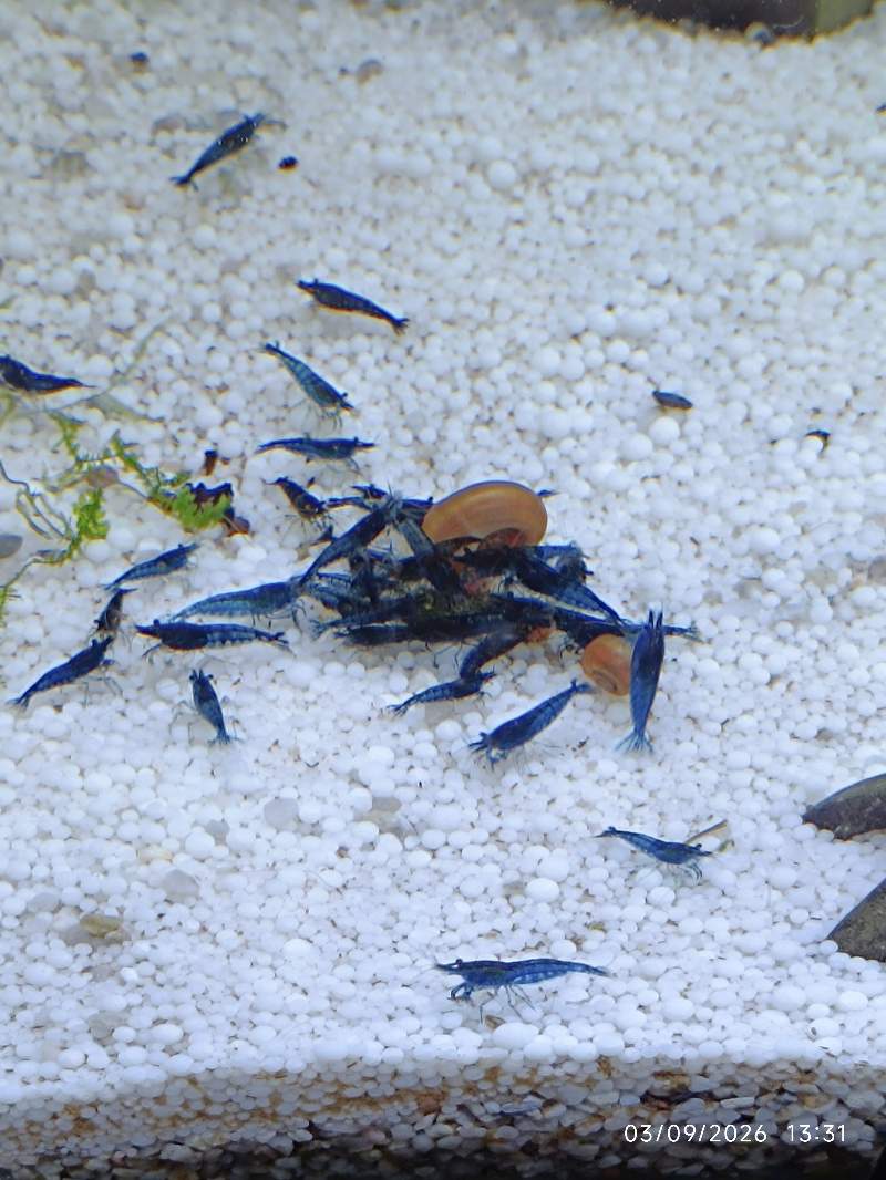 🦐 Crevette Blue Dream Saphir lot de 12 