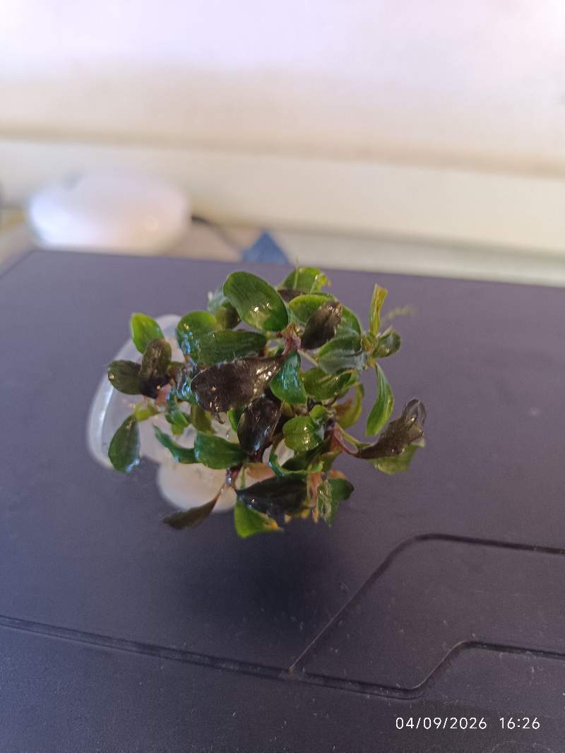 đż Bucephalandra âMini Redâ
