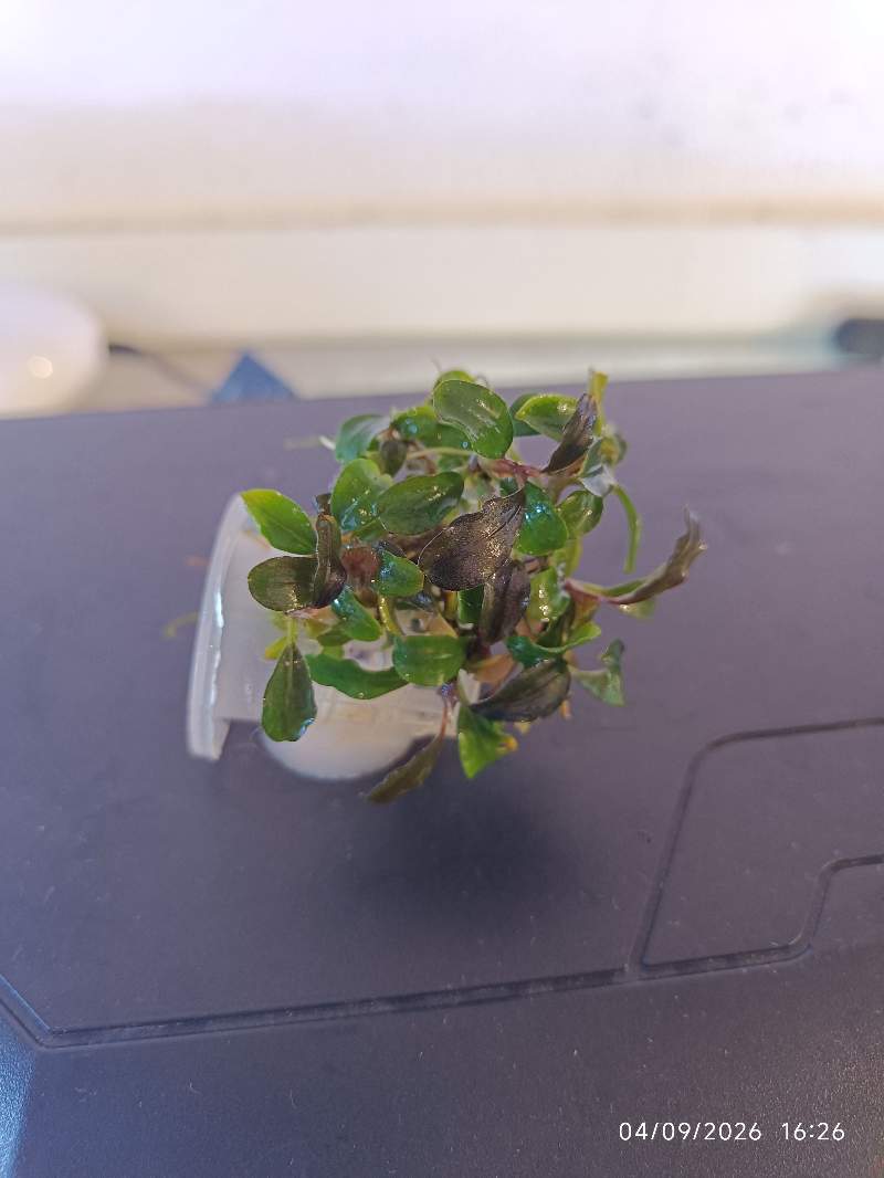 đż Bucephalandra âMini Redâ