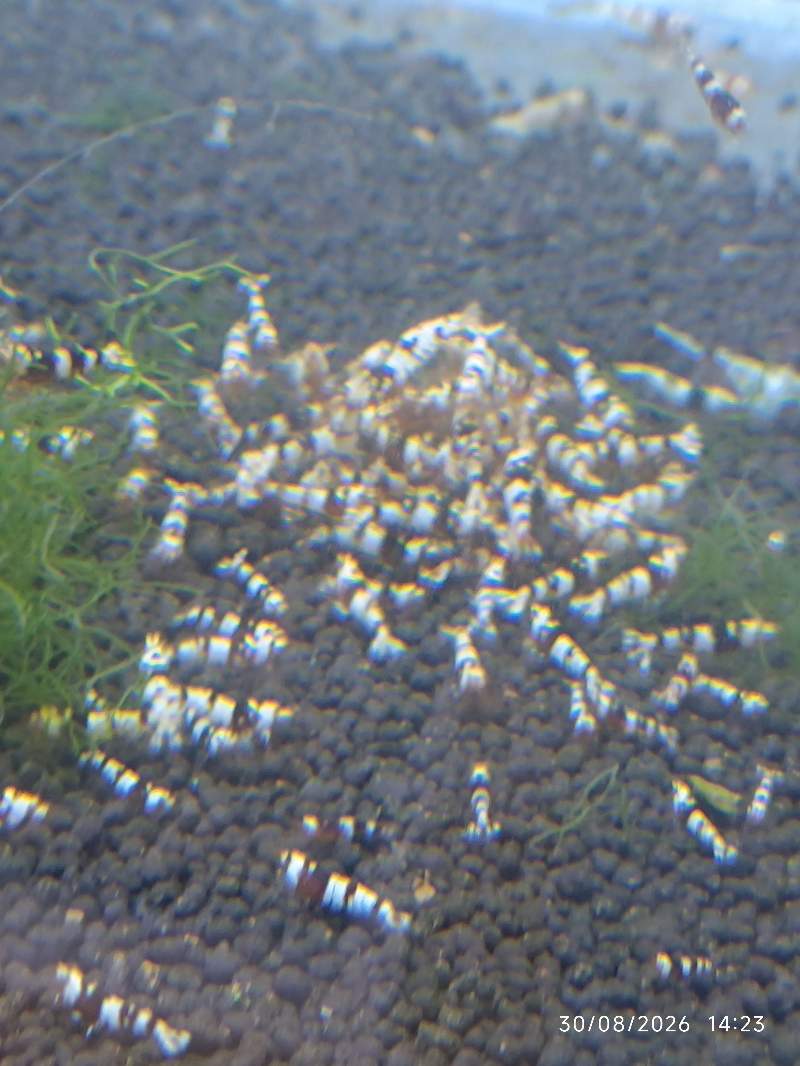 🦐 Caridina Fancy Red Tiger - rouge-brun