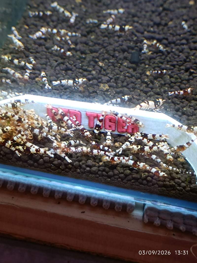 🦐 Caridina Fancy Red Tiger - rouge-brun