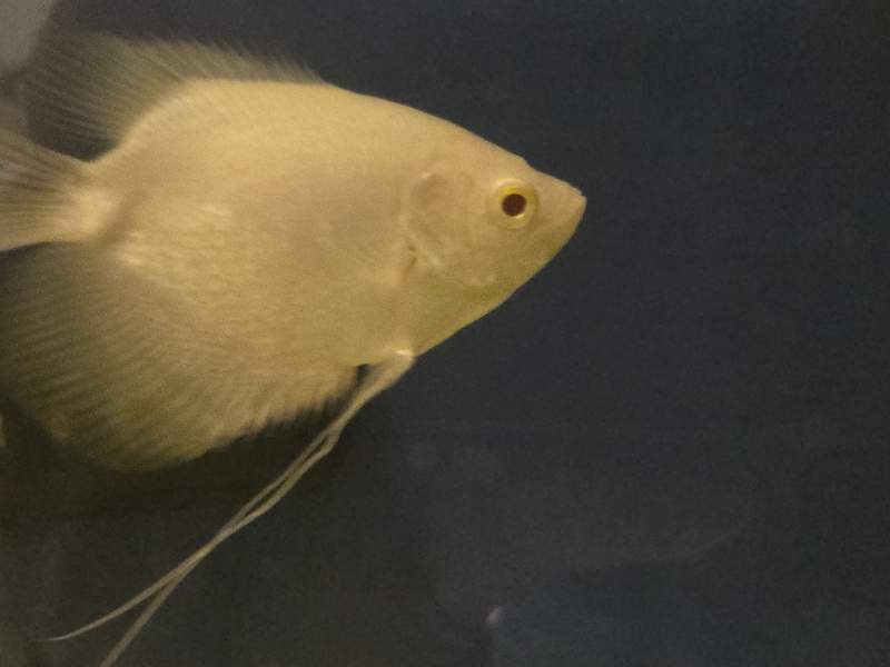 Gourami geant