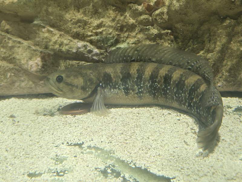 Channa asiatica 30/40cm. 600l minimum 