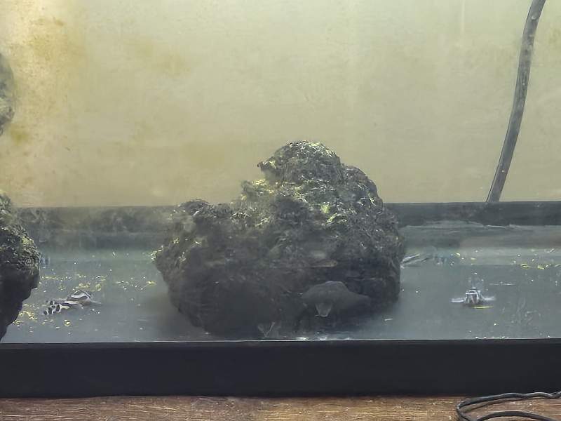 Hypancistrus zébra l046