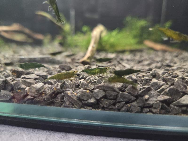 Neocaridina 
