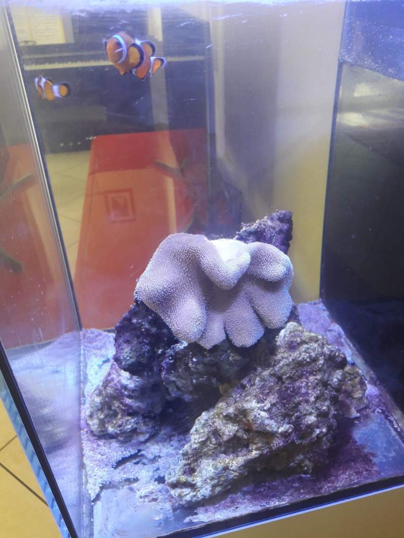 Aquarium red sea max nano 2G 