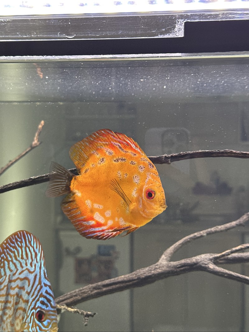 Échange DISCUS 13/15 cm