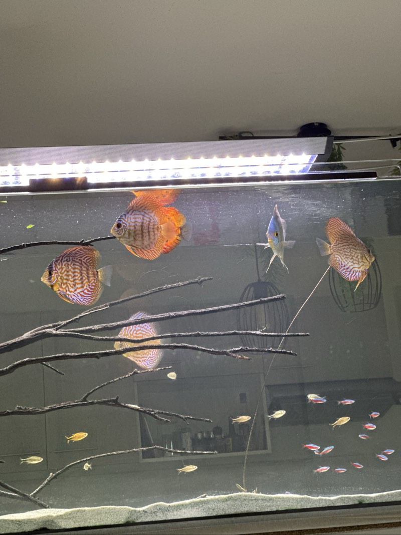 Échange DISCUS 13/15 cm