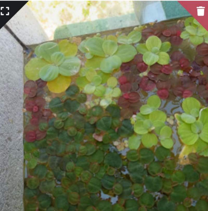 Plantes de surface aquarium poubellarium bassin