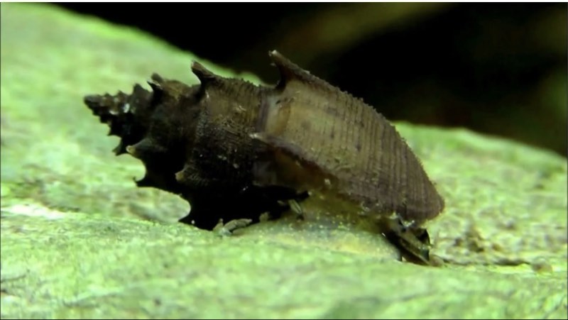 Escargot Tiara Scabra 