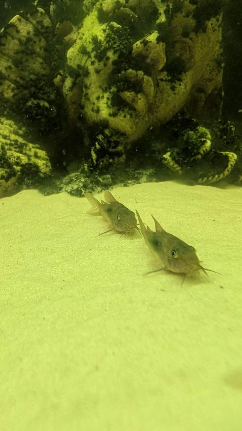 Donne Corydoras 