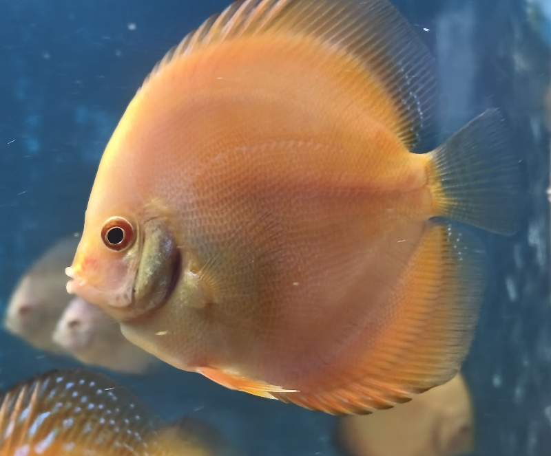 Discus 
