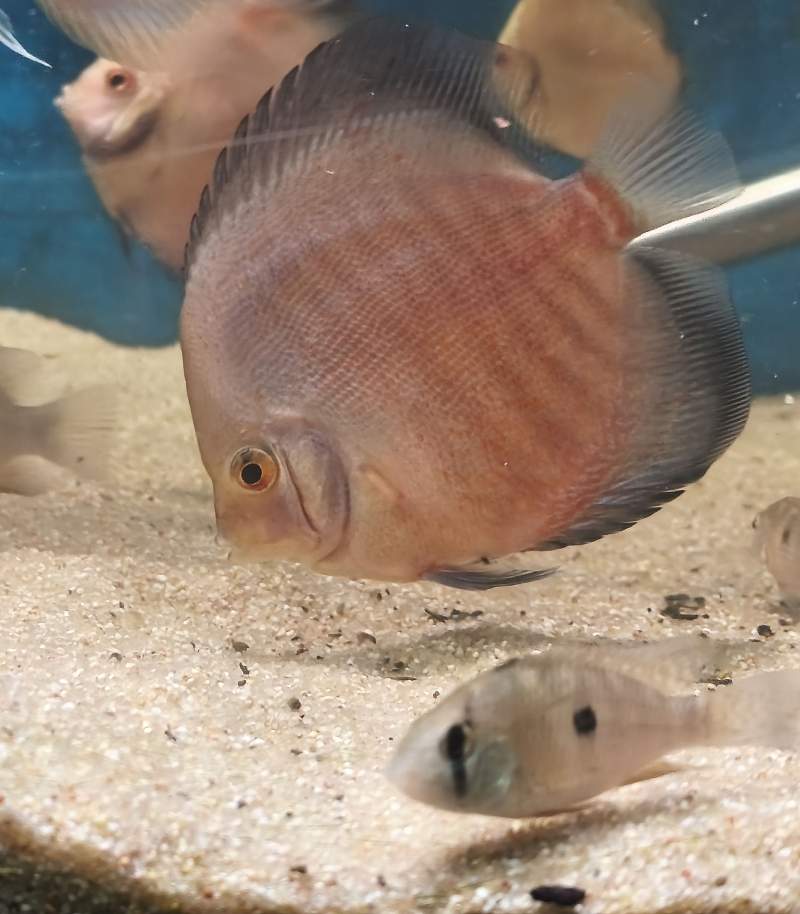 Discus