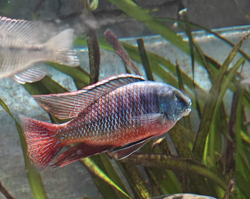 Protomelas taeniolatus namalenje F1