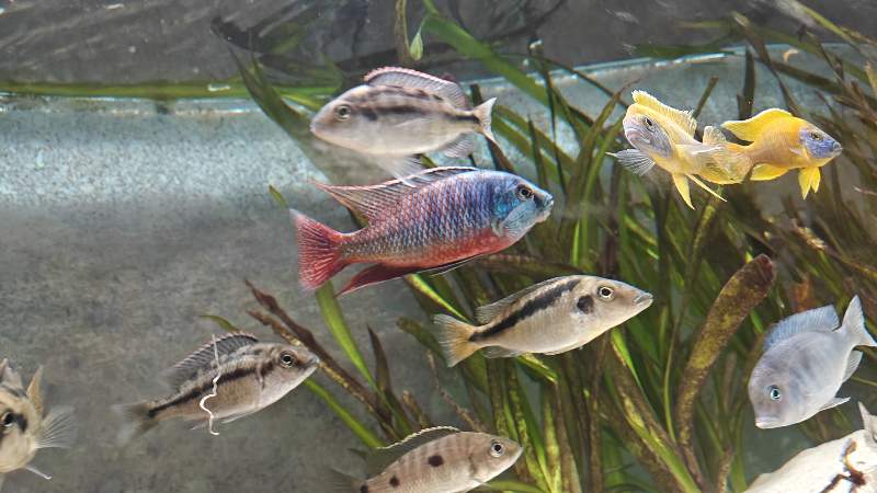 Protomelas taeniolatus namalenje F1