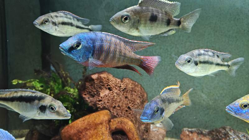 Protomelas taeniolatus namalenje F1