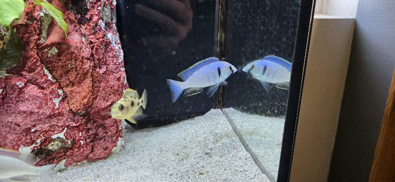 Placidochromis electra likoma F1