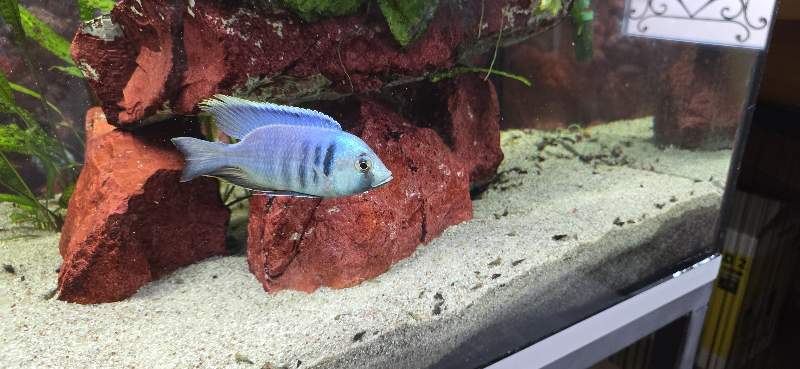 Placidochromis electra likoma F1