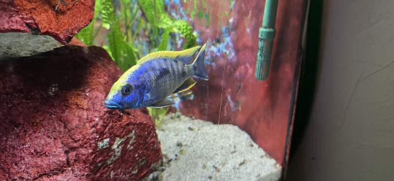 Otopharynx lithobates Zimbawe rock Fx