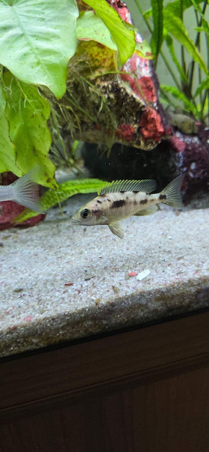Otopharynx lithobates Zimbawe rock Fx