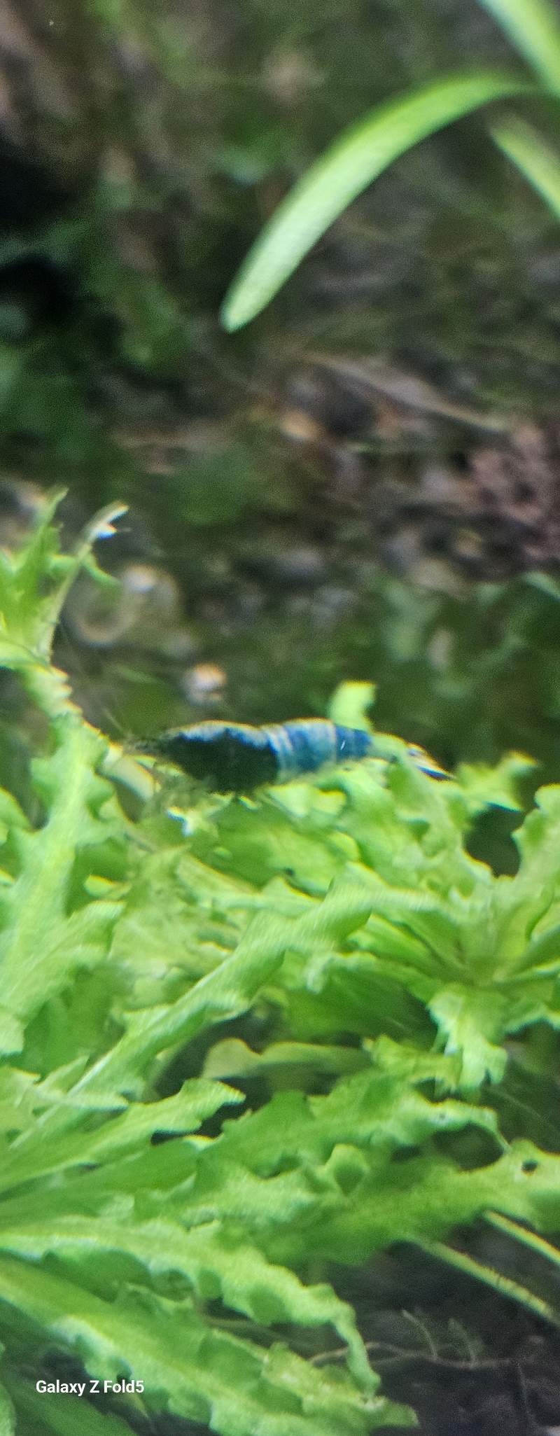 Caridina crazy blue 