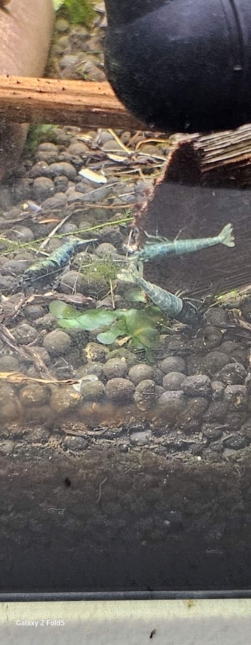 Caridina crazy blue 