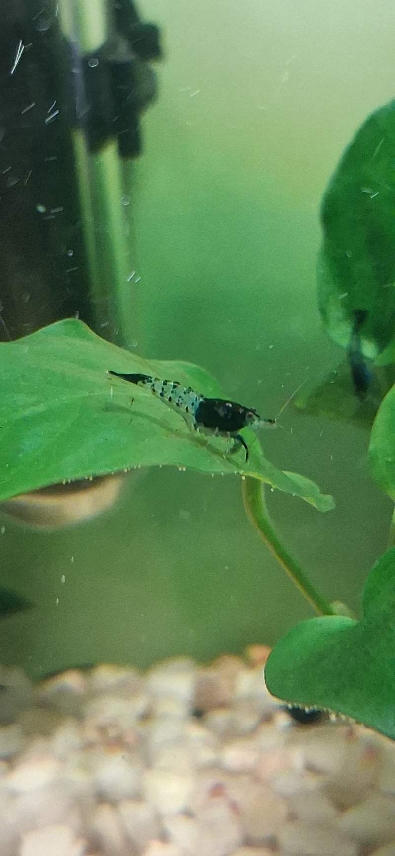 Crevette neocaridina rili carbone 