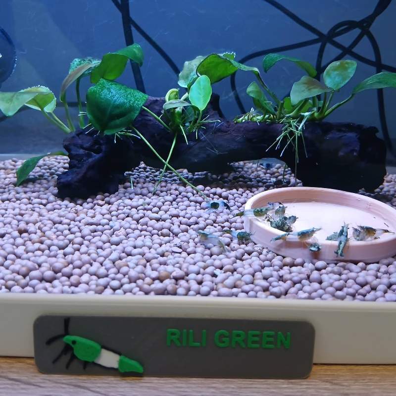 Crevette neocaridina rili green