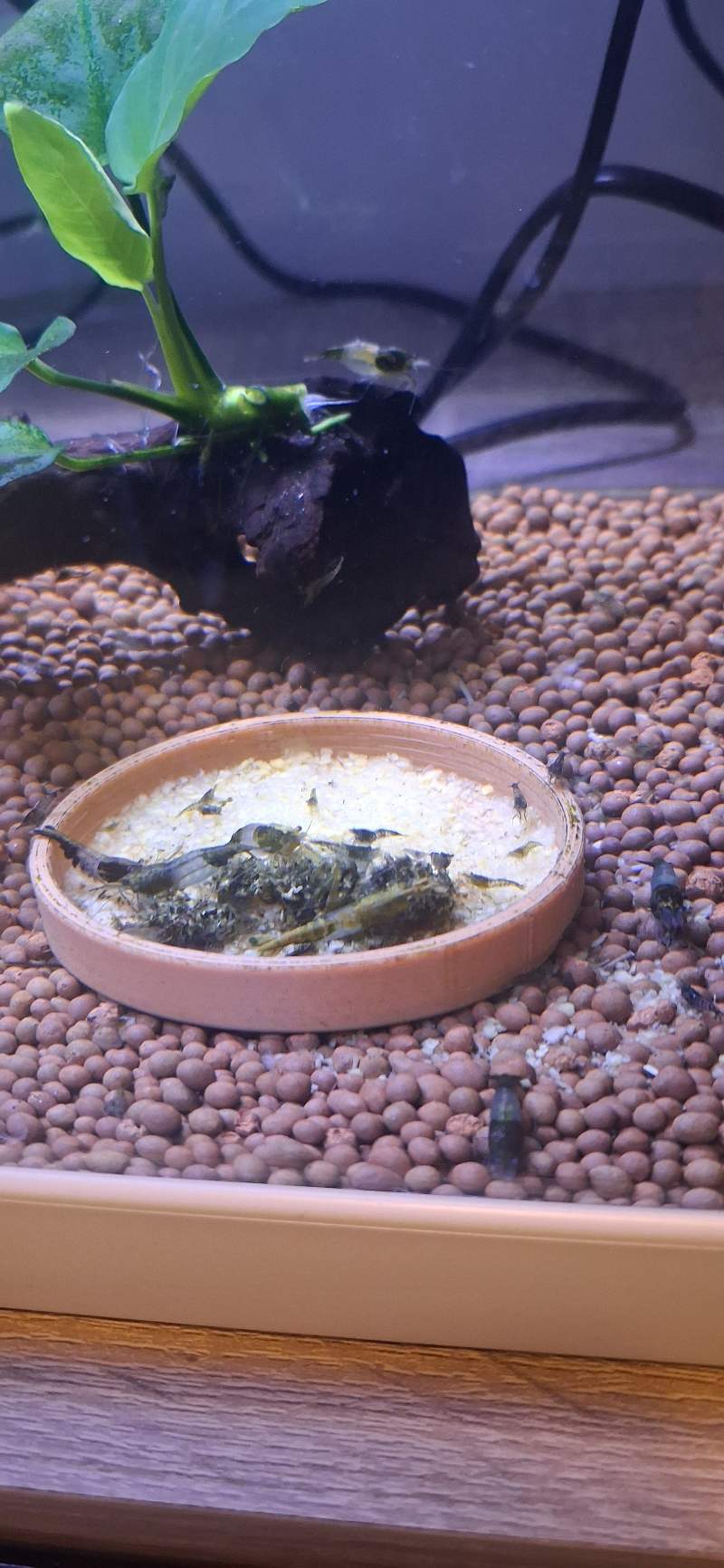 Crevette neocaridina rili green