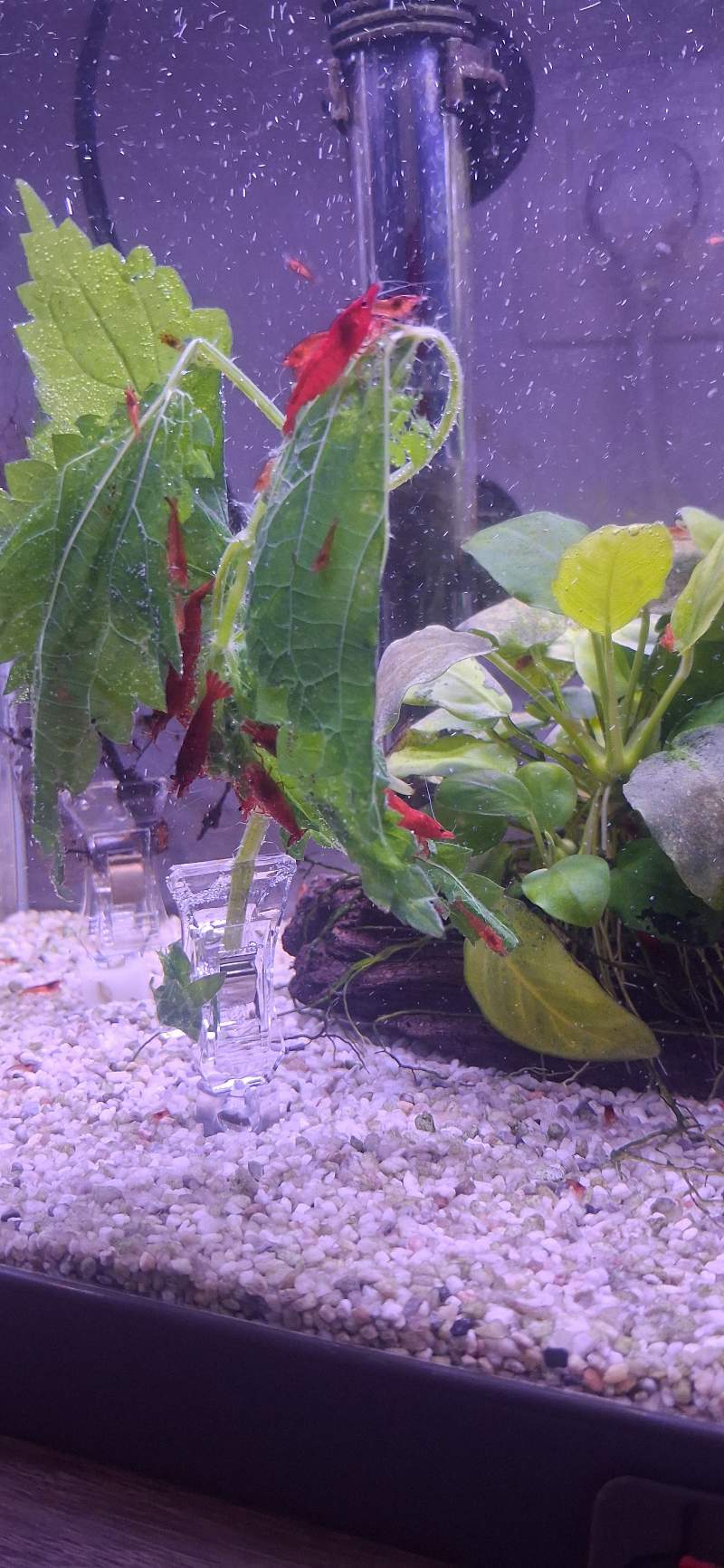 Crevette neocaridina bloody mary