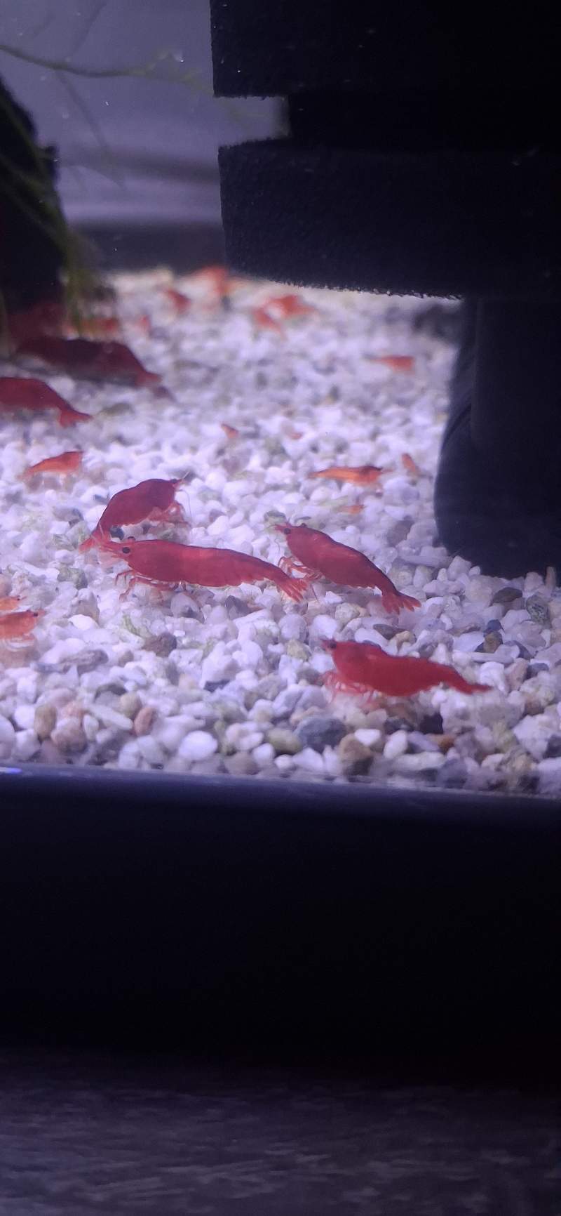 Crevette neocaridina bloody mary