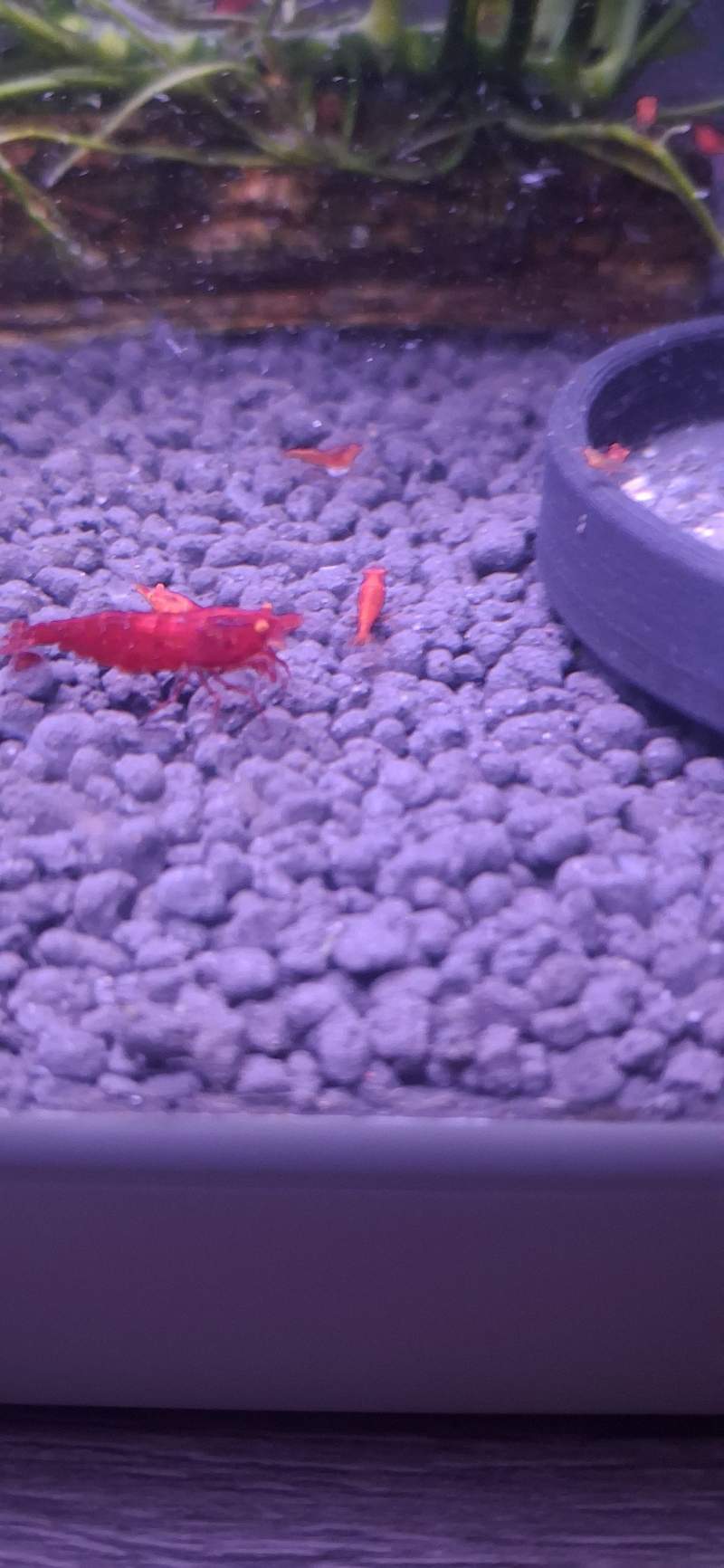 Crevette neocaridina bloody mary OE 