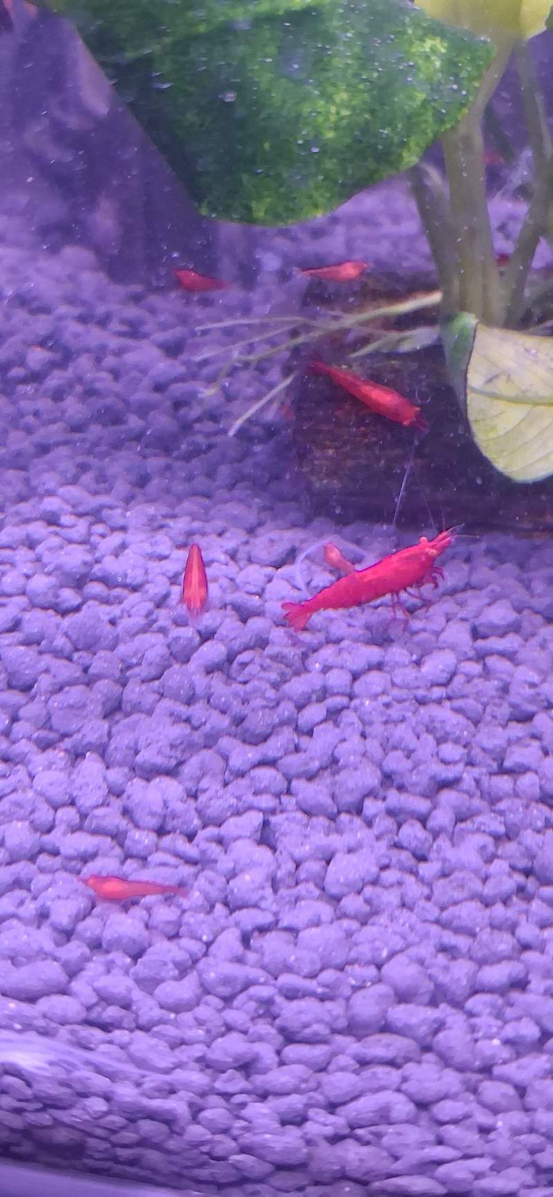 Crevette neocaridina bloody mary OE 
