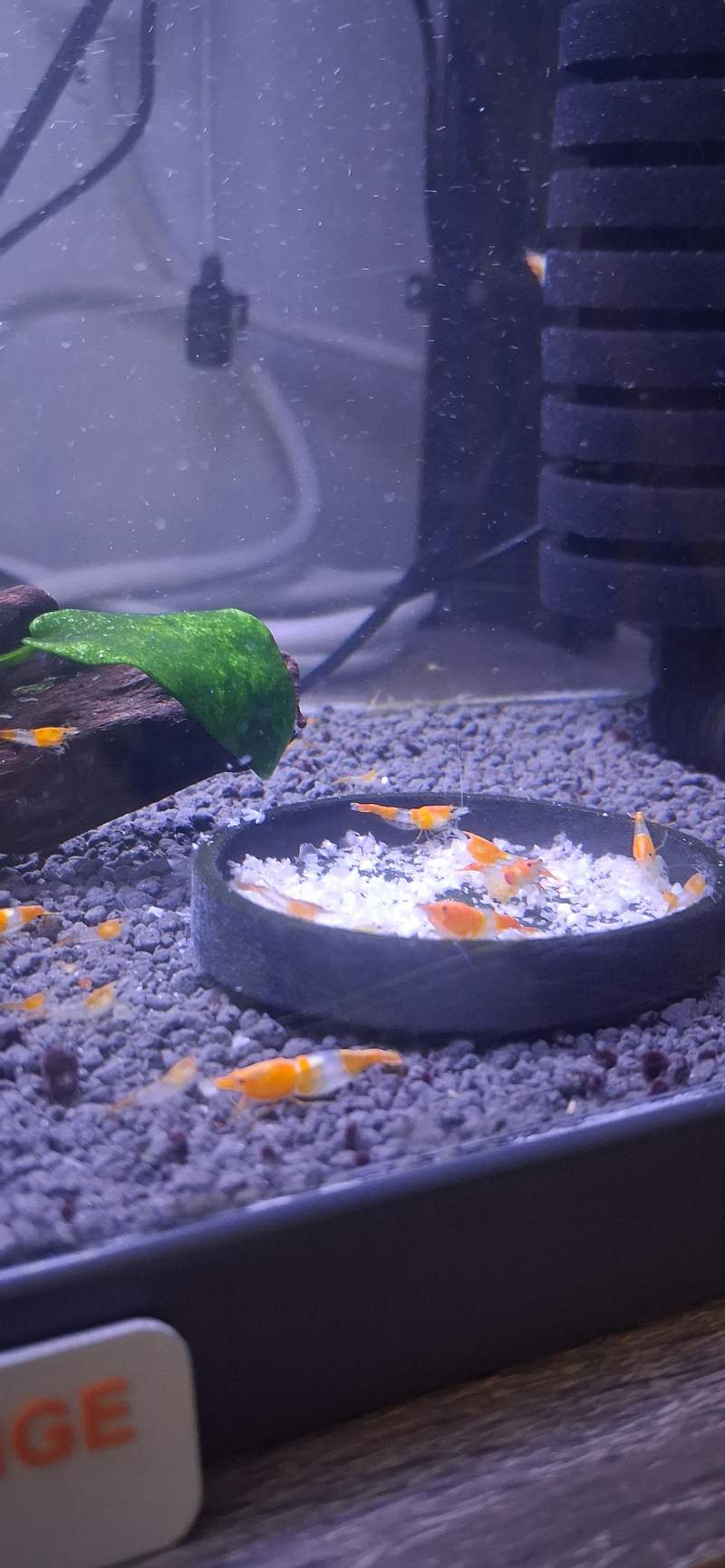 Crevette neocaridina rili orange 