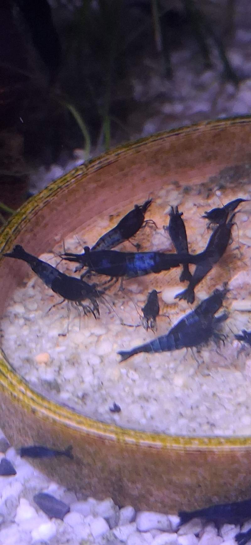 Crevette neocaridina rili blues carbone 