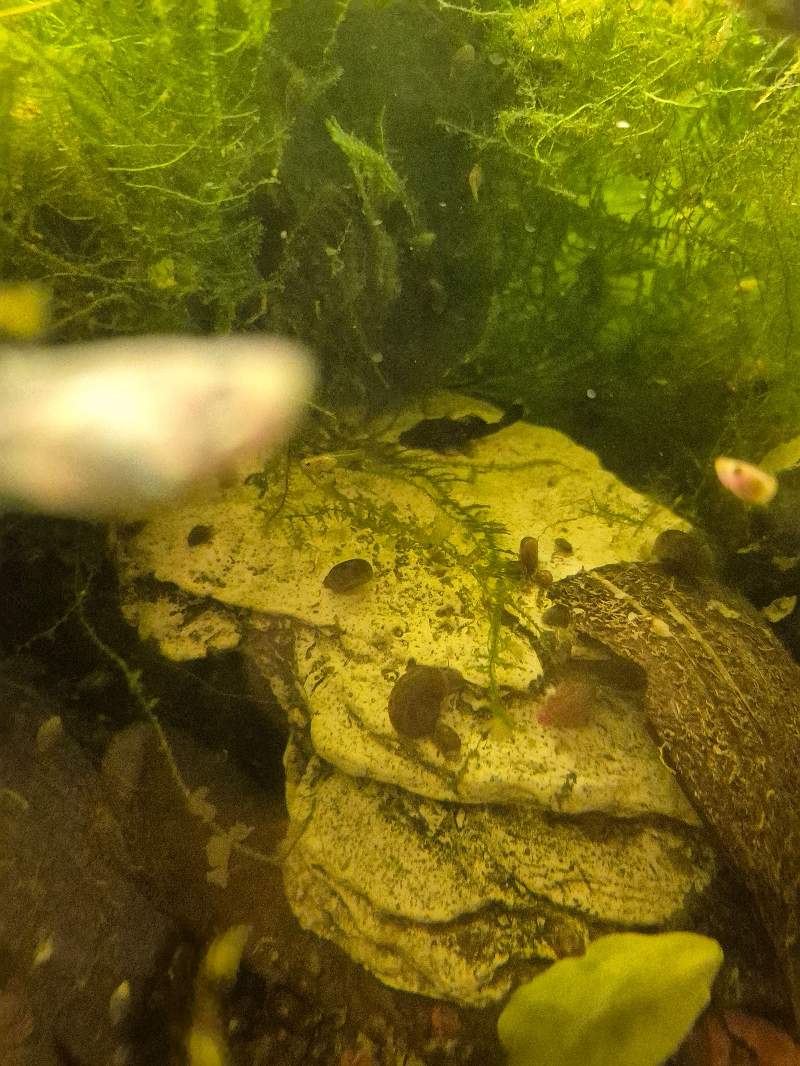 Ancistrus 