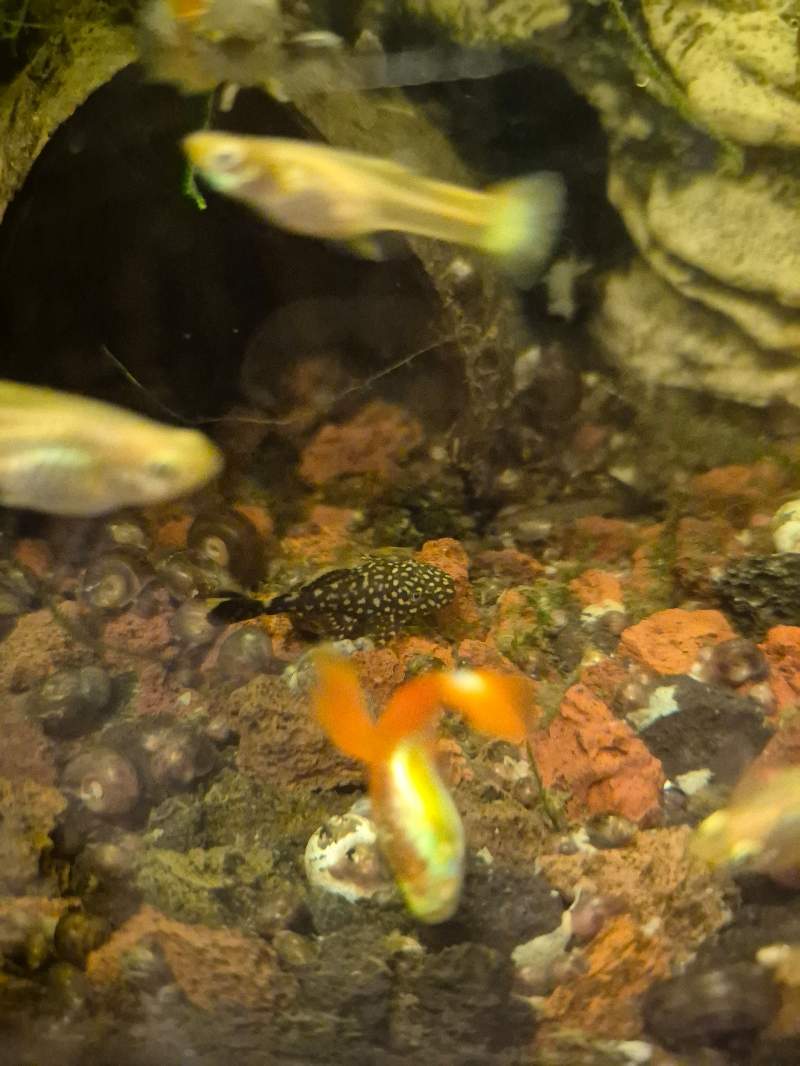Ancistrus 