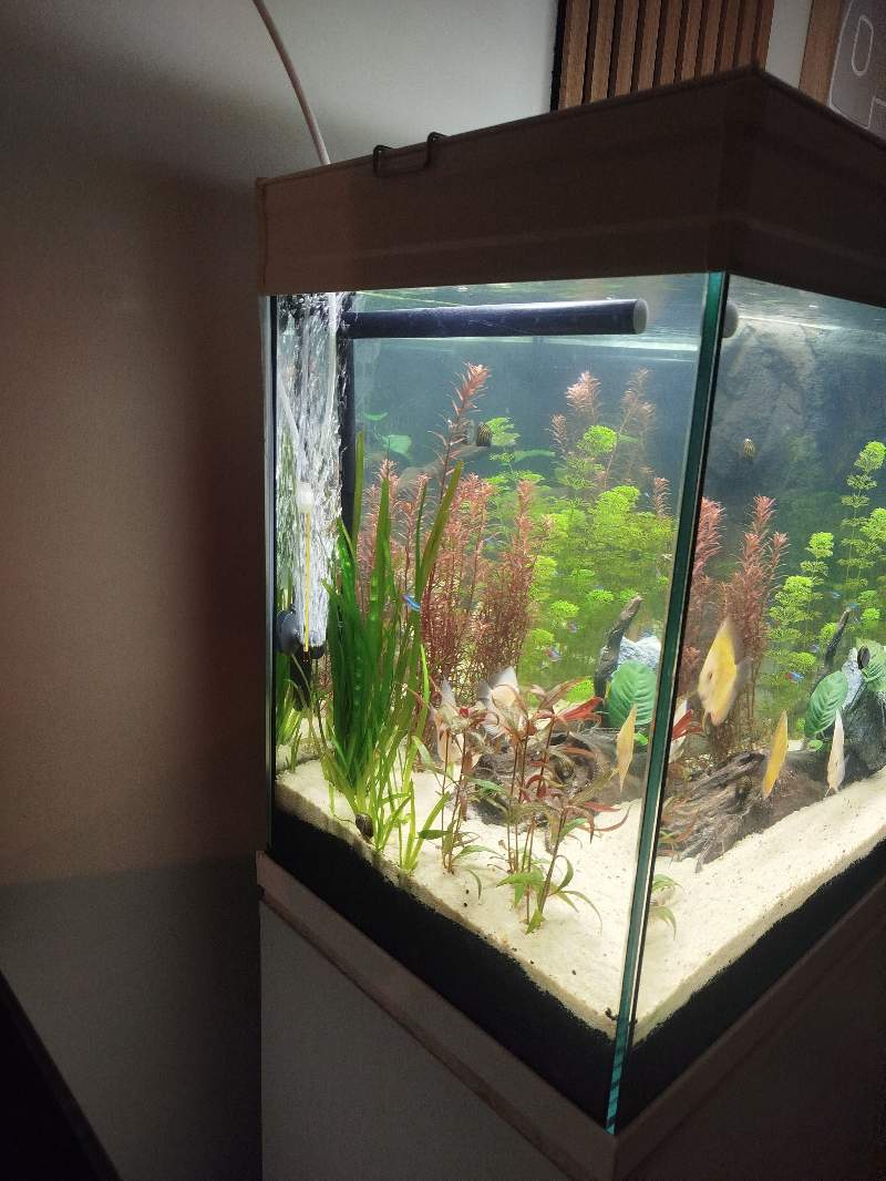 Aquarium de 250 L et meuble