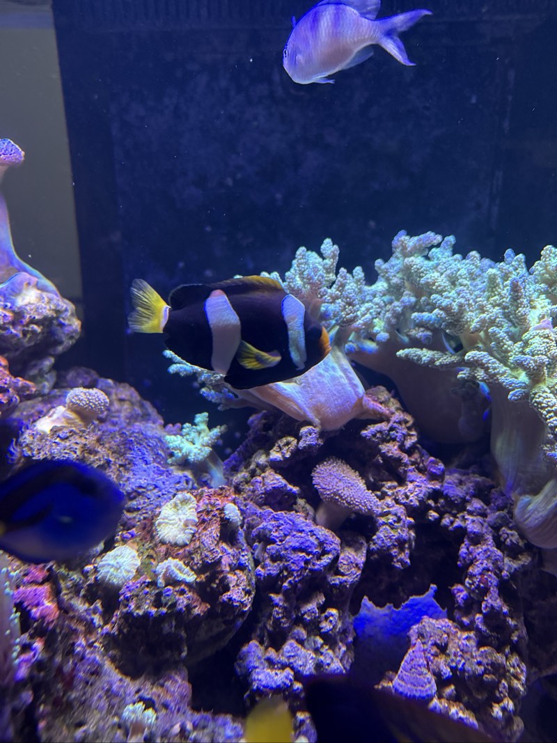Poisson clown XXL